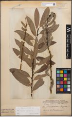 Foto von Salix caprea L. x Salix purpurea L.